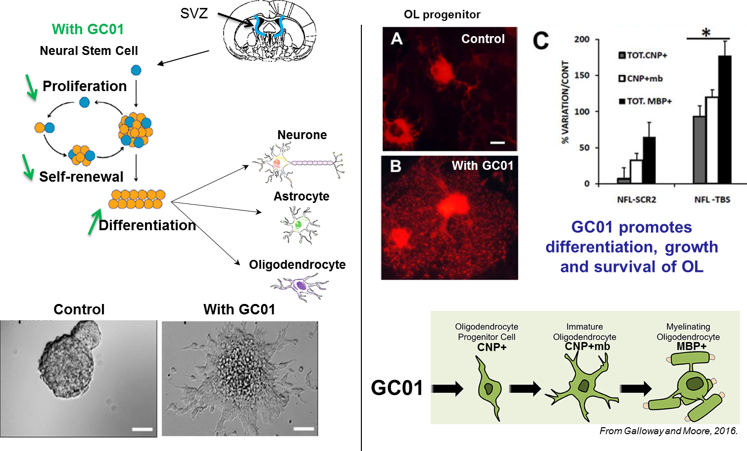 GC01 in neurology